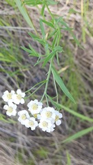 Achillea ptarmica