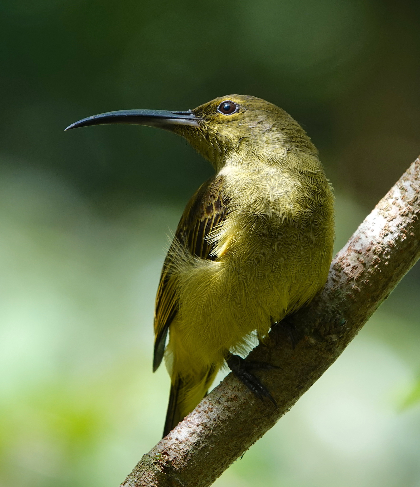 Thick-billed Spiderhunter (Arachnothera crassirostris), photo 4