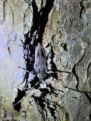 Acanthocinus nodosus