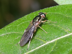 Merosargus caeruleifrons