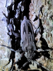 Acanthocinus nodosus