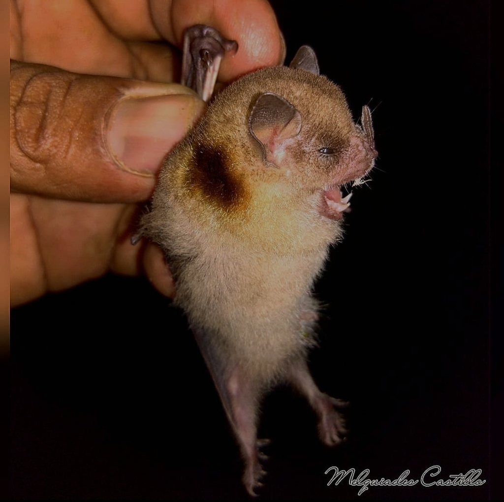 Burton's Yellow-Shouldered Bat