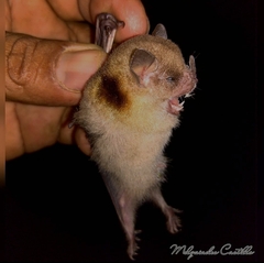 Image of Sturnira burtonlimi