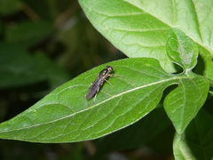 Merosargus caeruleifrons