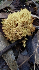 Ramaria lorithamnus