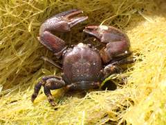 Petrolisthes cinctipes
