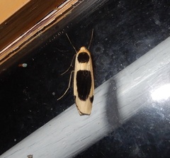 Thysanoptyx tetragona