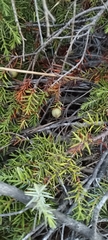 Juniperus macrocarpa
