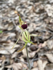Caladenia longiclavata