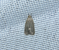 Inga obscuromaculella