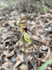 Caladenia longiclavata
