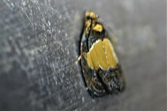 Olethreutes osmundana