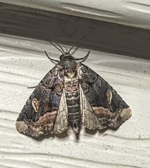 Homophoberia apicosa