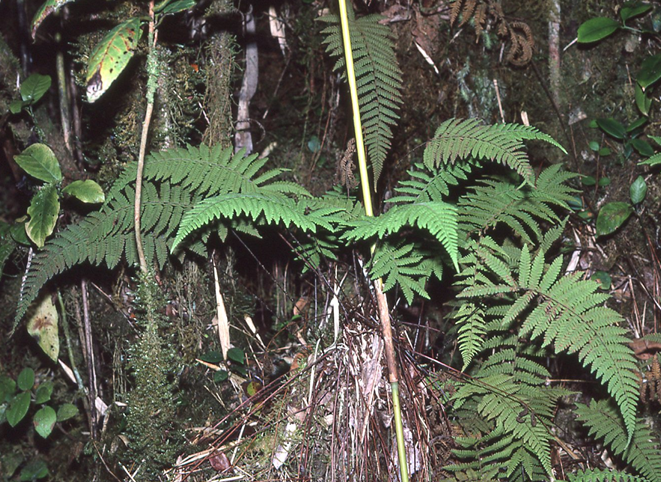 Coryphopteris arthrotricha
