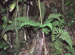 Coryphopteris arthrotricha