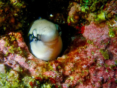 Aspidontus taeniatus