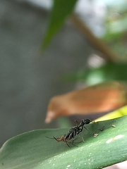Myrmarachne melanocephala