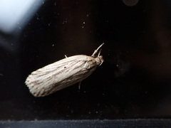 Agonopterix umbellana