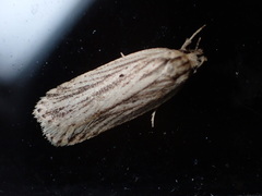 Agonopterix umbellana