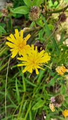 Hieracium umbellatum
