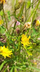 Hieracium umbellatum