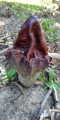 Amorphophallus paeoniifolius