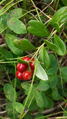 Vaccinium vitis-idaea