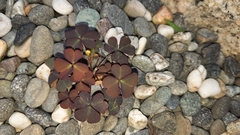 Oxalis corniculata