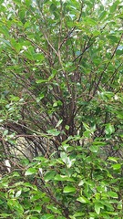 Salix phylicifolia