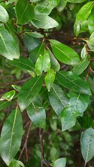 Salix phylicifolia