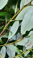 Salix phylicifolia