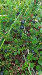 Empetrum nigrum