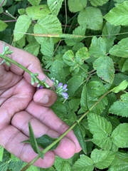Campanula bononiensis