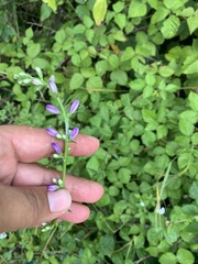 Campanula bononiensis