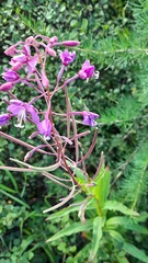 Chamaenerion angustifolium