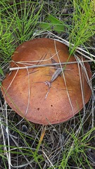 Suillus grevillei