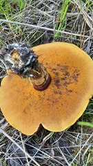 Suillus grevillei