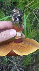 Suillus grevillei