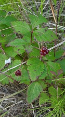Rubus arcticus