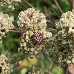 Graphosoma