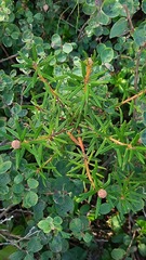 Rhododendron tomentosum