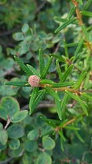 Rhododendron tomentosum