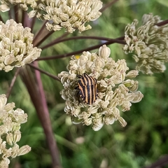 Graphosoma