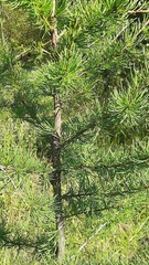 Larix sibirica