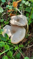Clitocybe fragrans