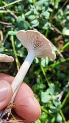 Clitocybe fragrans
