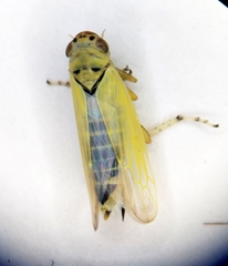 Sagatus punctifrons