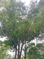 Podocarpus macrophyllus maki