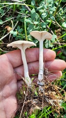 Clitocybe fragrans