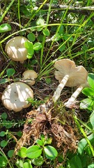 Clitocybe fragrans
